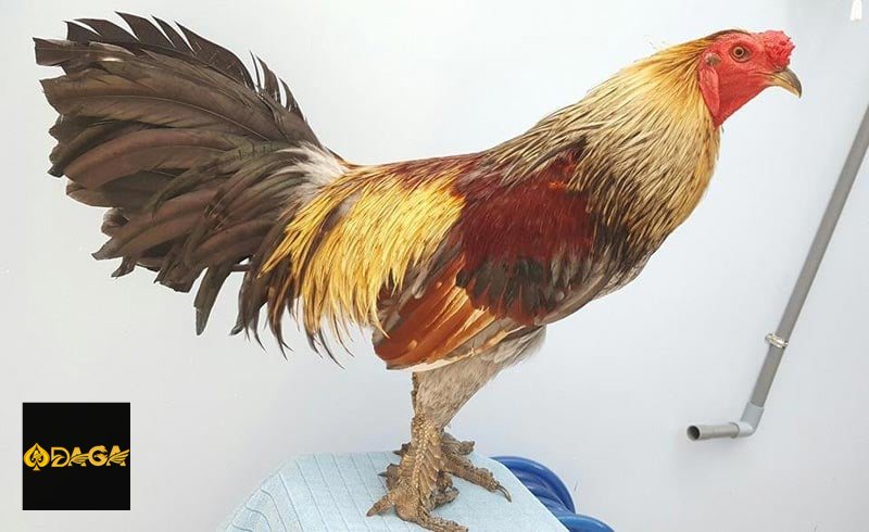 Đá gà daga - Thomo thiên về sức bền