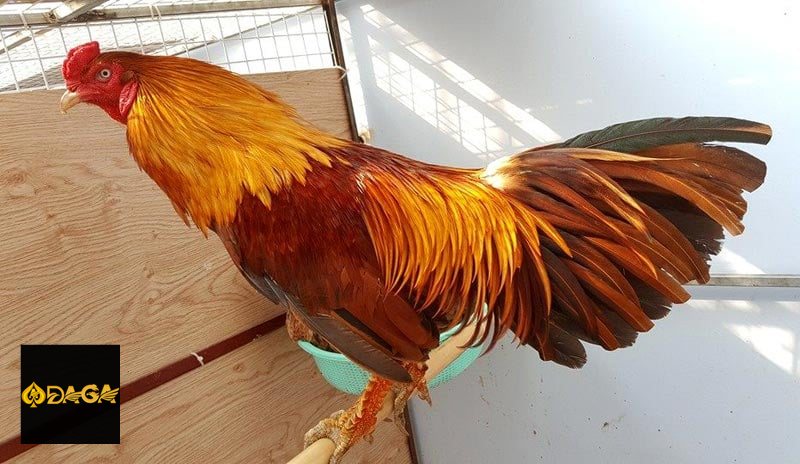 Đá Gà Thomo daga - Trải nghiệm theo dõi trực tuyến Đá Gà Thomo daga - Trải nghiệm theo dõi trực tuyến