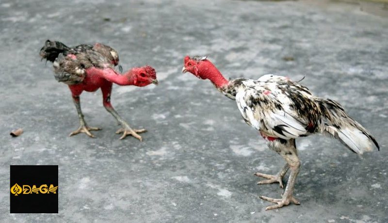 Đá gà daga - Quan sát phong độ thay vì chỉ nhìn thành tích