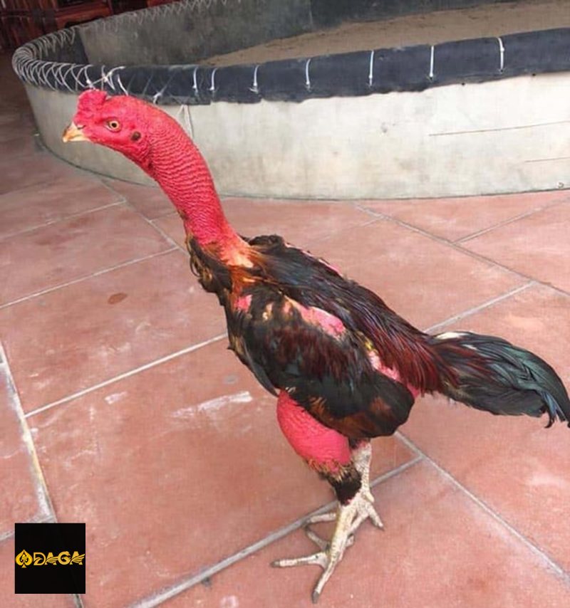 Đá Gà Cựa Sắt daga - Đặc trưng của hình thức cựa sắt Đá Gà Cựa Sắt daga - Đặc trưng của hình thức cựa sắt