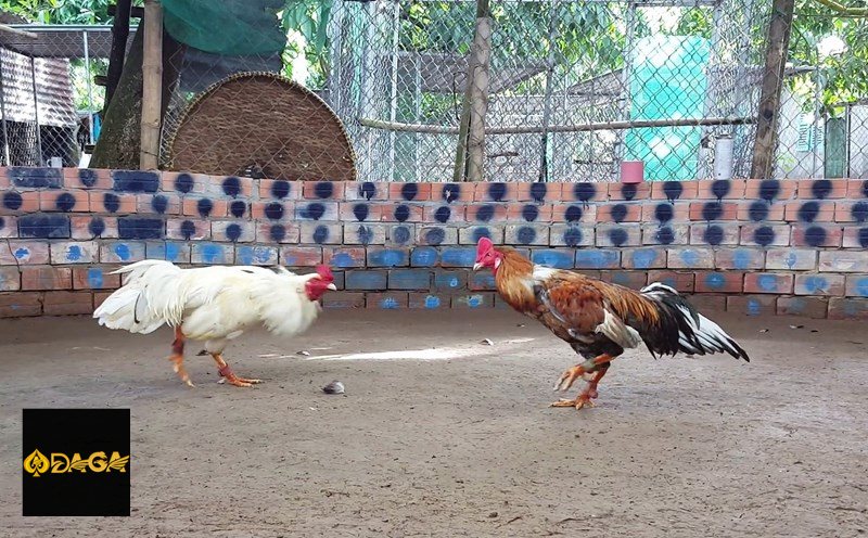 Đá Gà Thomo daga - Trường hợp thắng, thua hoặc hòa Đá Gà Thomo daga - Trường hợp thắng, thua hoặc hòa