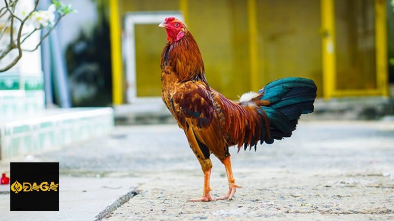 Đá Gà Cựa Sắt daga - Kiểm tra cựa và xác định kết quả Đá Gà Cựa Sắt daga - Kiểm tra cựa và xác định kết quả
