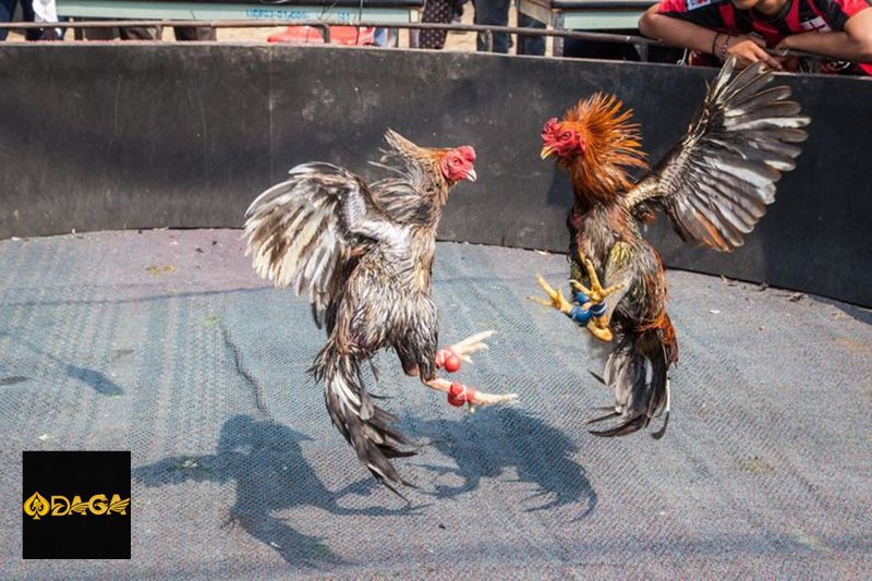 Đá Gà Thomo daga - Đá gà cựa tròn Đá Gà Thomo daga - Đá gà cựa tròn